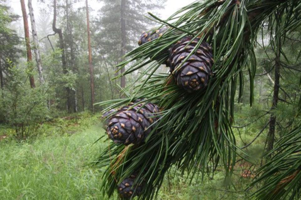 Болц гүйцээгүй үед самар түүхгүй байхыг анхааруулав